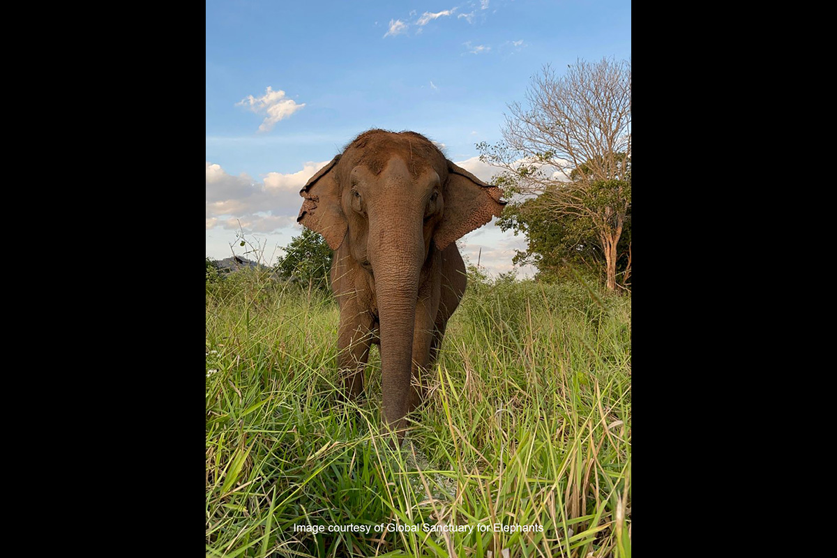 Elephant Sanctuary 01